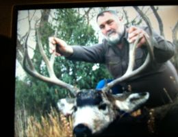 huge mule deer trophy chasers guided hunting  18 
