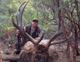 huge elk trophy chasers guided hunting and outfitter  18 