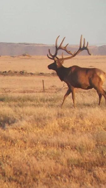 huge elk trophy chasers guided hunting and outfitter  39 