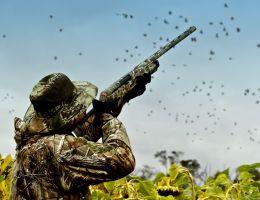 trophy chasers guided hunting dove experts  5 