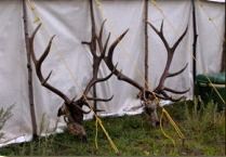 huge elk trophy chasers guided hunting and outfitter  43 