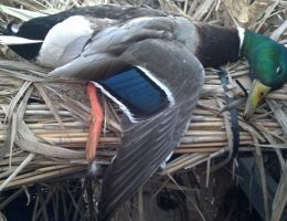 trophy chasers california water fowl guided hunting  7 