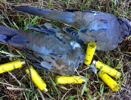 trophy chasers guided hunting dove experts  1 