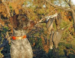 trophy chasers guided hunting dove experts  4 