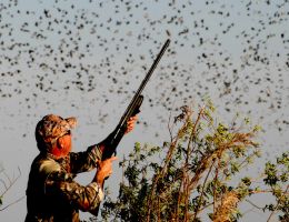 trophy chasers guided hunting dove experts 8